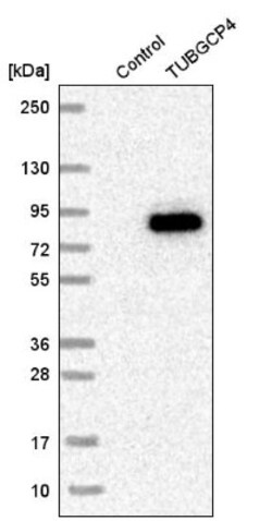 GCP4 Antibody, Novus Biologicals 25 &mu;L; Unlabeled:Antibodies, Polyclonal